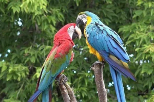Průměrná délka života populárních typů papoušků doma Průměrná délka života populárních typů papoušků doma
